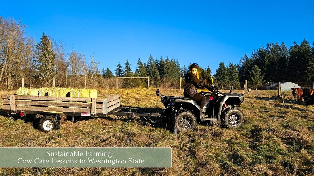 Sustainable Farming: Cow Care Lessons in Washington State
